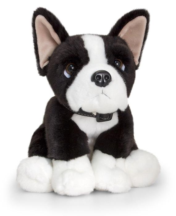 Boston Terrier